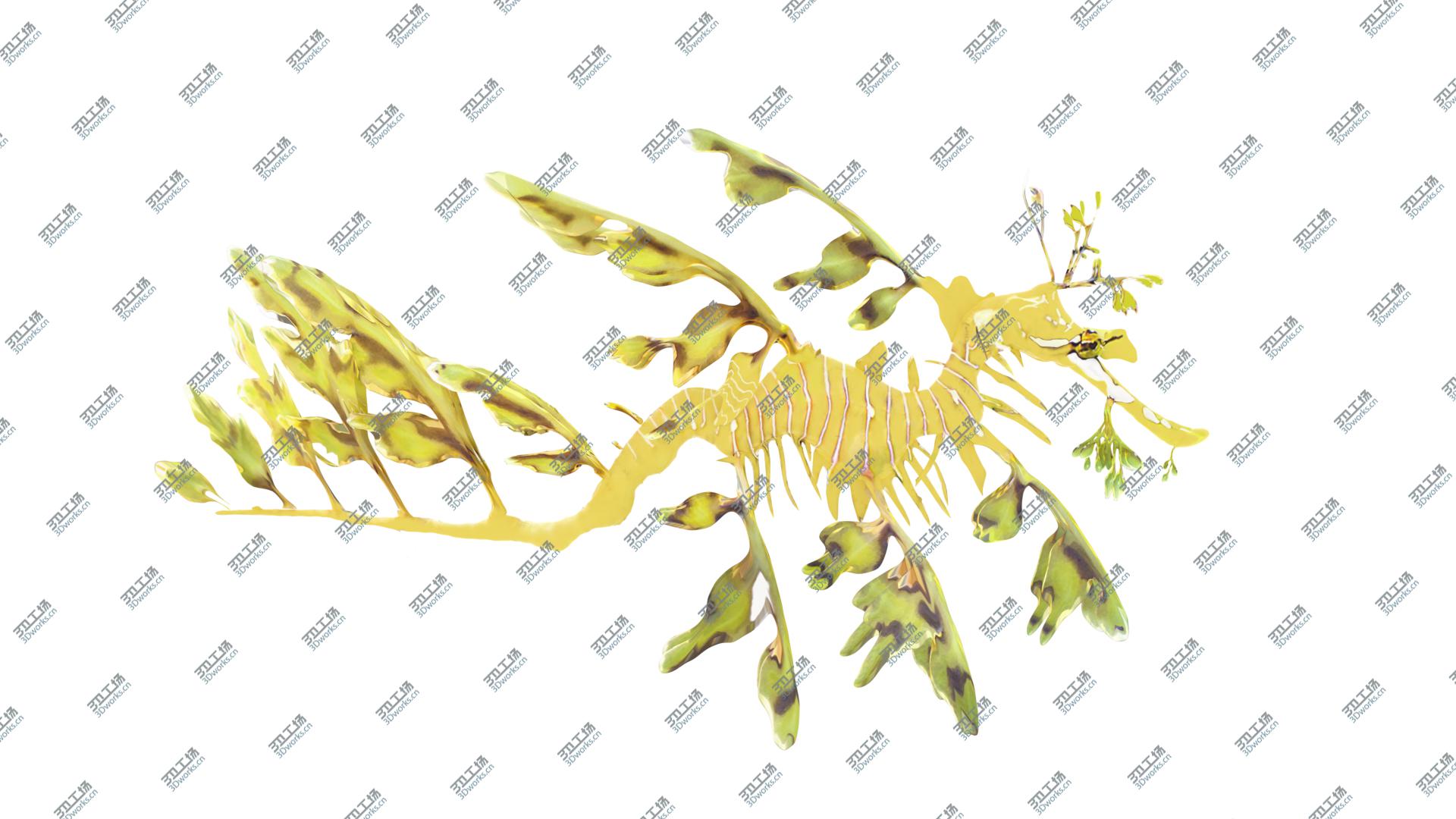 images/goods_img/202105074/Leafy Sea Dragon 3D model/3.jpg